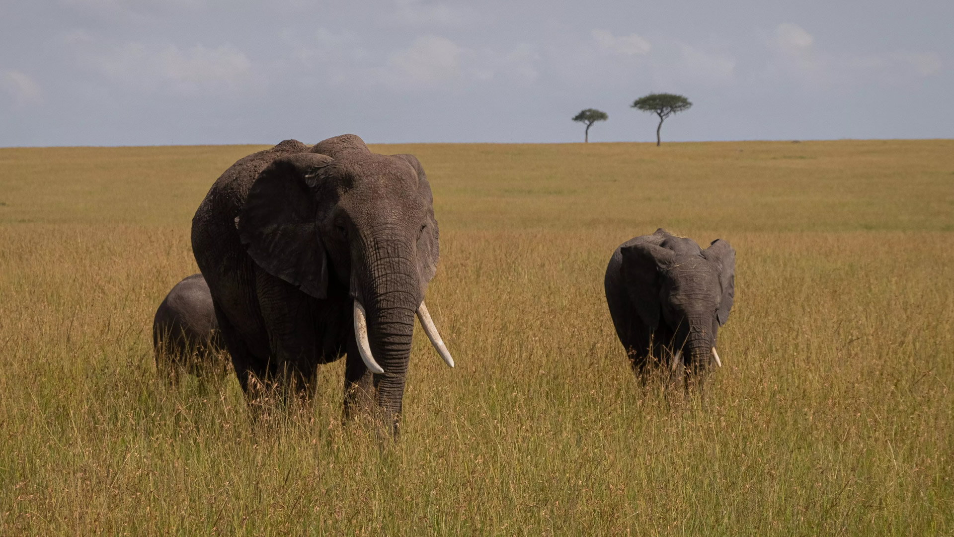 Wildebeest crossing during the Great Migration on a luxury Kenya and Tanzania safari with Ongeri Expeditions