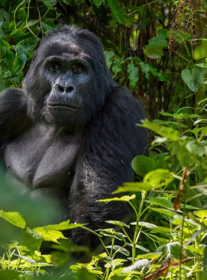 Gorilla trekking in Volcanoes National Park, Rwanda