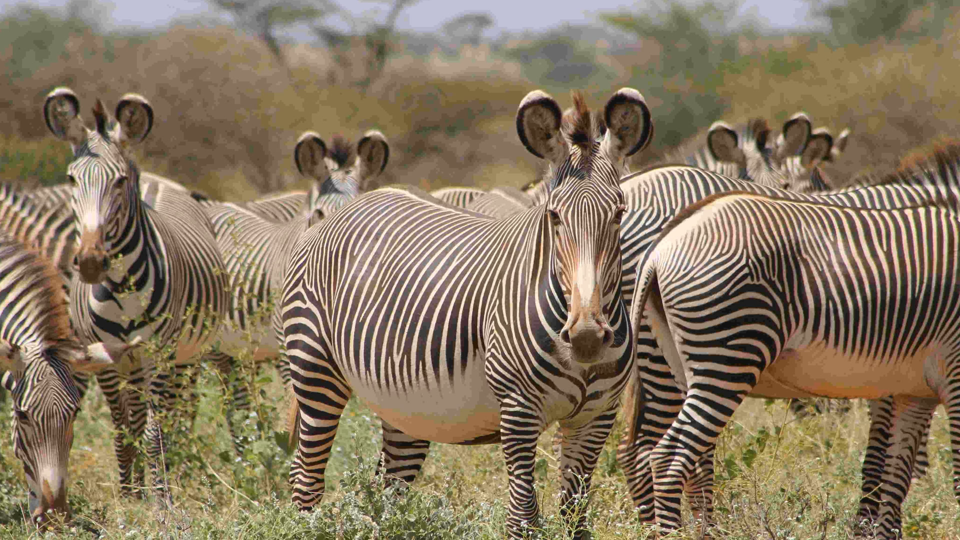 Samburu in northern Kenya