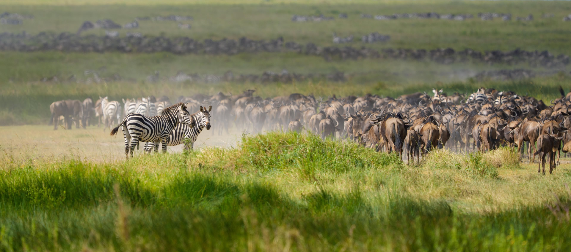 A luxury Tanzania safari on the Serengeti plains