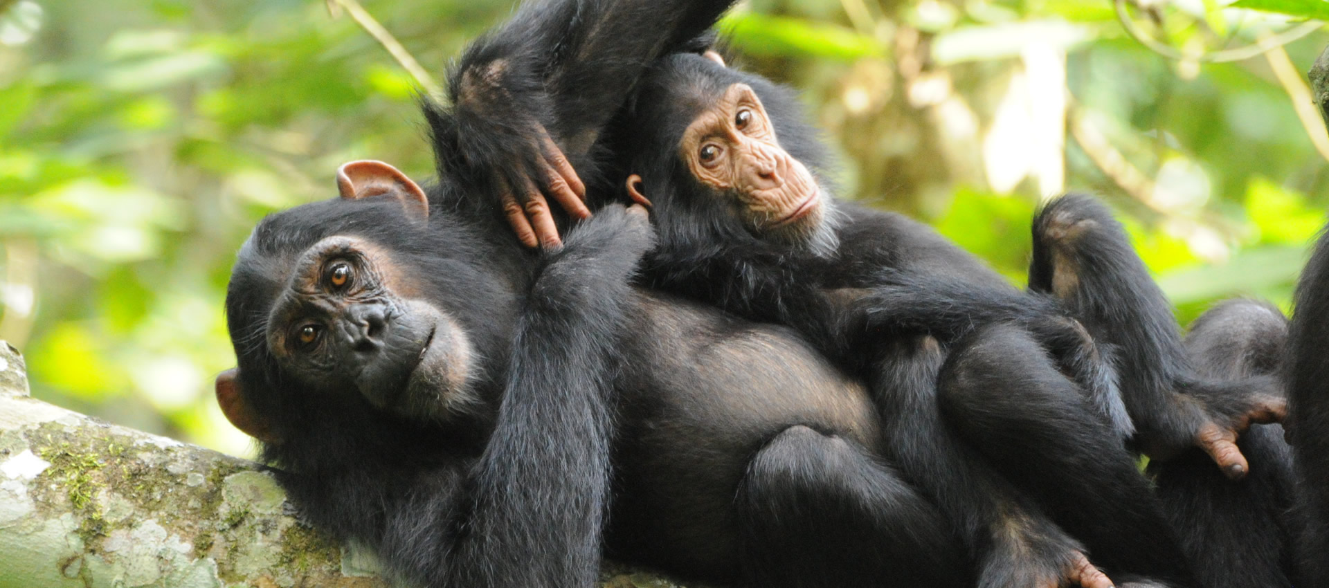 A luxury Uganda safari, mountain gorilla trekking