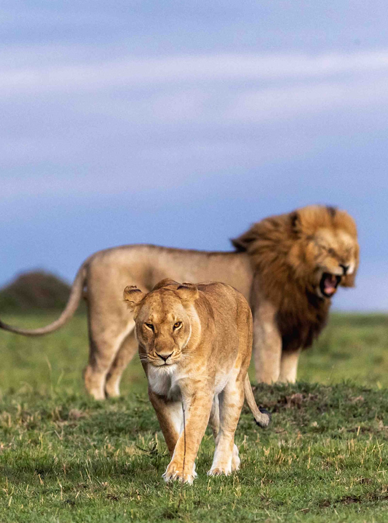 11 Day Luxury Kenya and Tanzania Safari through Amboseli, Mara, Serengeti and Ngorongoro