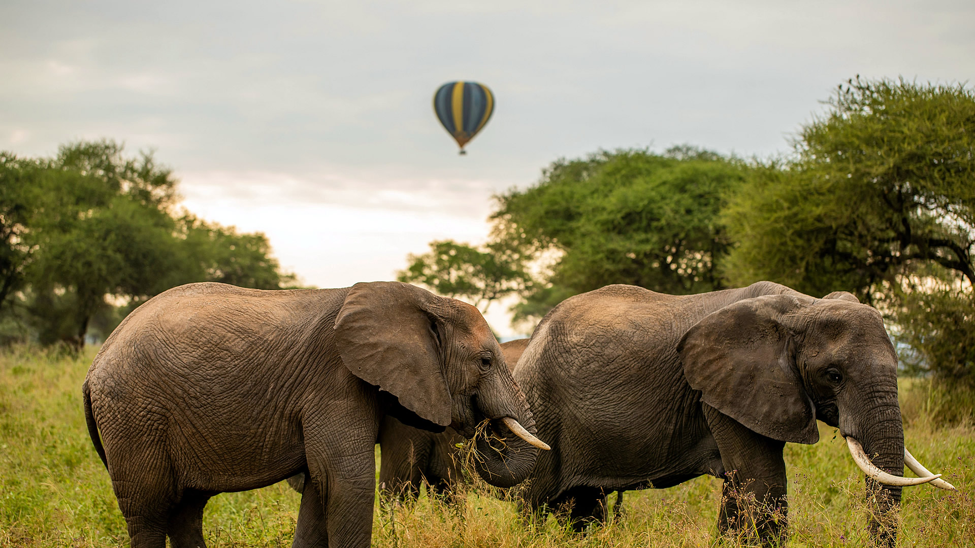 9 Day Luxury Tanzania Safari through Tarangire, Ngorongoro and Serengeti