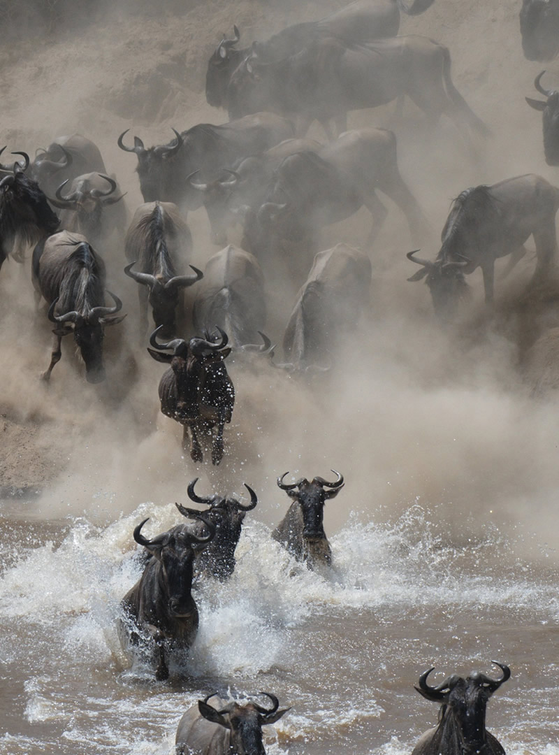 8 Day Great Migration Safari across Kenya and Tanzania